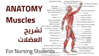 Muscles Anatomy | تشريح العضلات