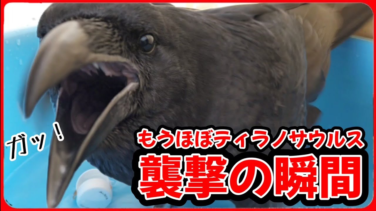 Moment of Attack] A foolish human being attacked by his pet crow