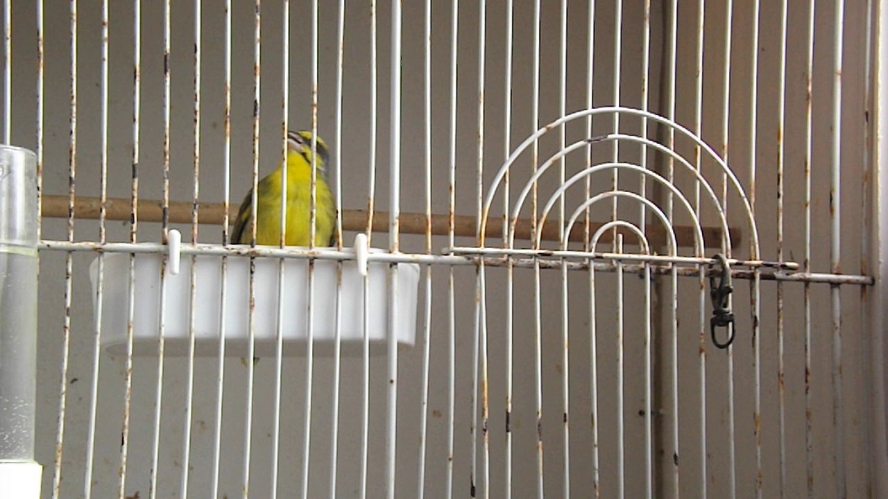 Chant du serin mâle de la réunion 2017 18