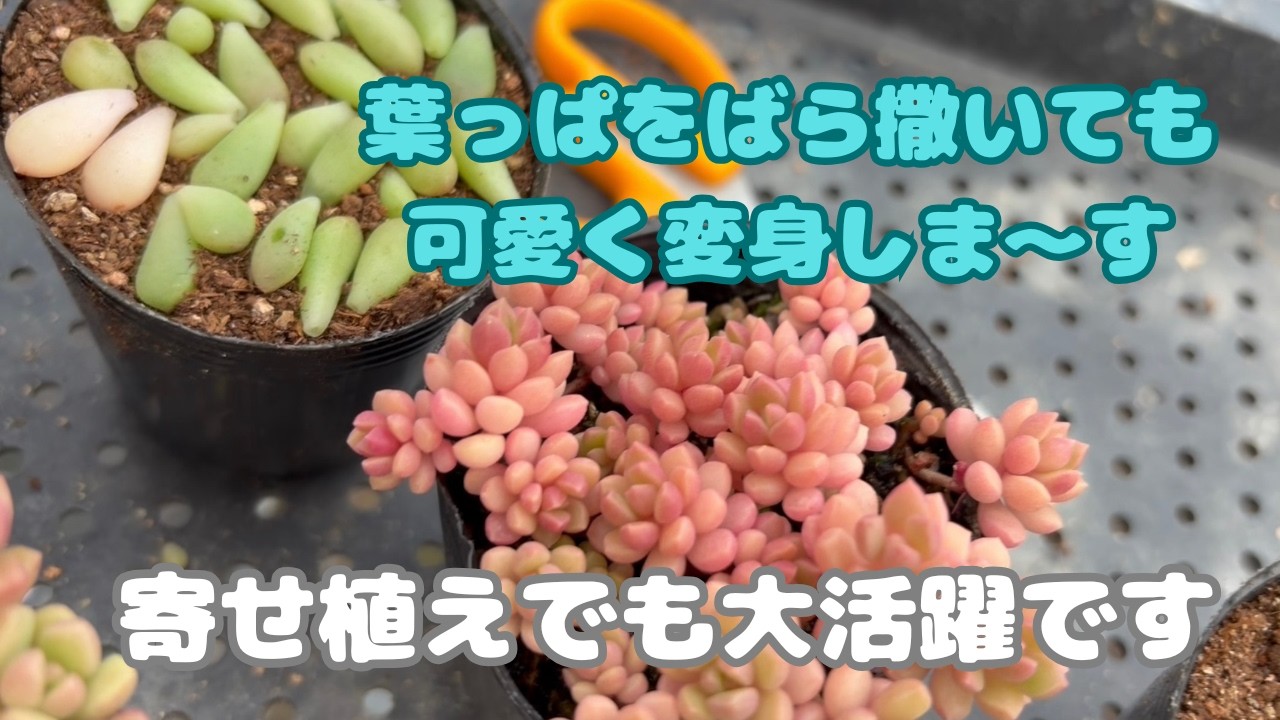 多肉植物）だるま姫秀麗✖️スプリングワンダー可愛く大変身⭕️ - YouTube