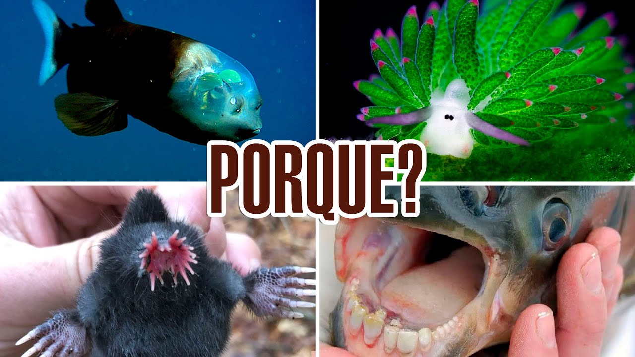 ANIMAIS QUE NÃO DEVERIAM EXISTIR