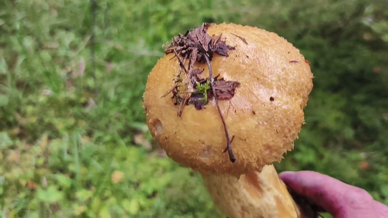 За брусникой в лес на каракате.