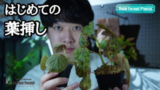 熱帯植物 はじめての葉挿し 熱帯植物の増殖方法を解説 ベゴニア ラビシア アルデシア アカンサセアエ Youtube