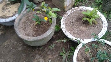 SO SÁNH MAI CÚC VIP VÀ CÚC BI.