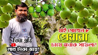 থাই বারোমাসি গোল্ডেন ৮ পেয়ারা চাষে সফল ফরিদপুরের আলমাজ ভাই | উদ্যোক্তার খোঁজে