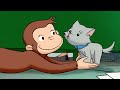 George Cuida de um Gatinho 🐵 George, o Curioso 🐵 Desenhos Animados