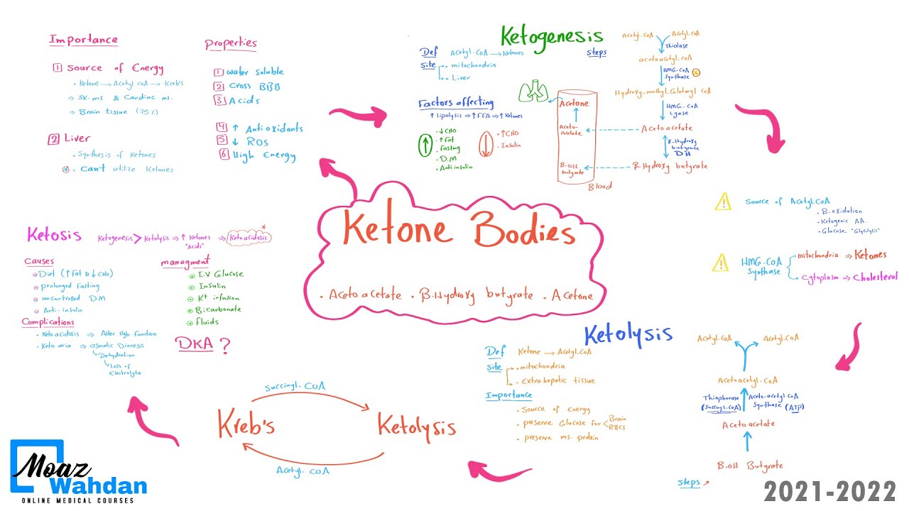 19 Ketone bodies part 01 (intro)-  Moaz Wahdan