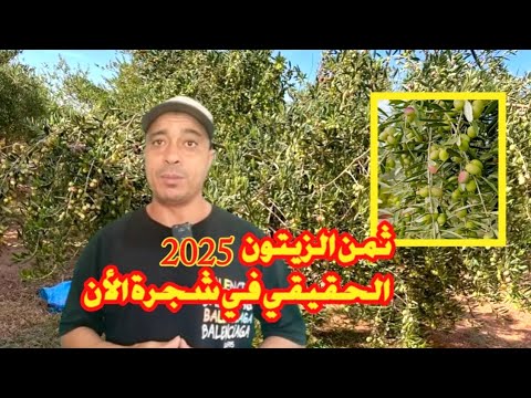 ثمن الزيتون 2025 للكيلوغرام وشحال داير في شجرة زيتون حاليا