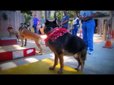 Canine Circus School: Trick Dog Training Classes in the Bay Area