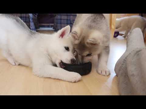 Video: Hvordan Husky Valper Ser Ut