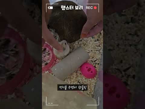 초등학생 <strong>햄스터</strong> 손에 올리기 도전 ! <strong>햄스터</strong> 보리 <strong>키우기</strong>