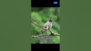منوعات / الله على جمال القرآن الكريم - @alirashad8916 #explore #اكسبلور #subscribe