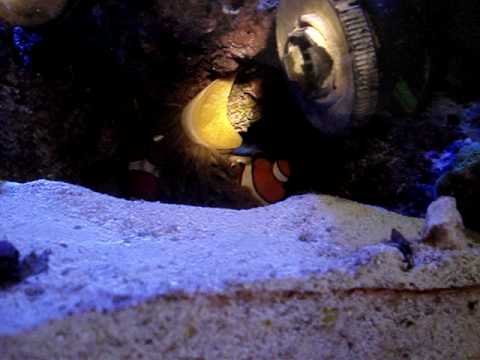 How To Easily Detach Anemone From Live Rock