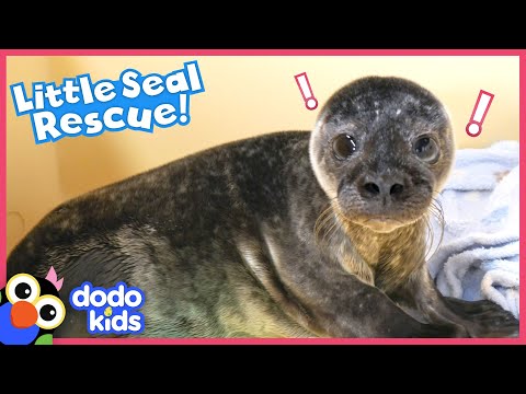 Video: Pet Scoop: Sea Lion Saved From Entanglement, Grumpy Cat visas i video med vänner