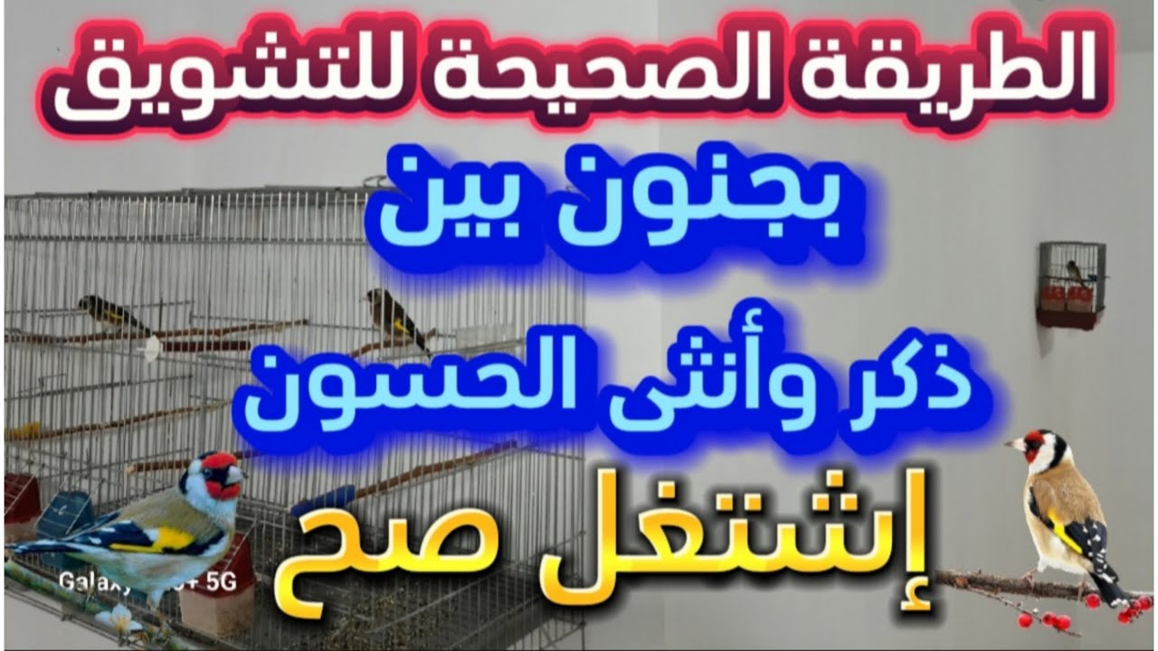 الطريقة الصحيحة للتشويق بين ذكر وأنثى الحسون | إشتغل صح