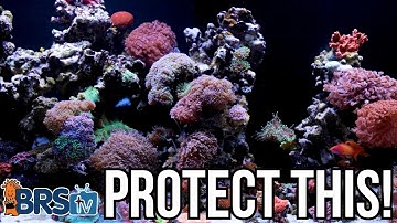 10 Ways the Neptune Apex Makes Reefkeeping WAY Easier