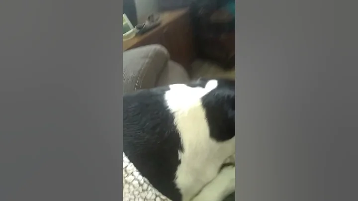 best dog ever