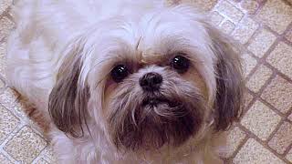 AKC Dog Breed Video – Shih Tzu by Will-r 474 views 2 years ago 3 minutes