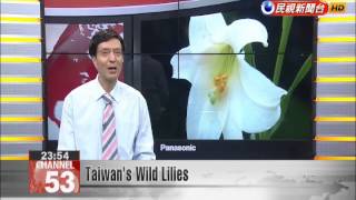 Taiwan’s Wild Lilies