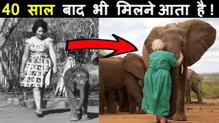 ये हाथी इस औरत को 40 साल से गले लगाने आता है ! कारण जान के हैरान रह जाओगे। Elephants Hugs Woman