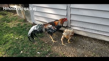 Los peb saib me nyuam qaib ej ua ke os cov phooj ywg