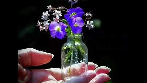 تلاوه خاشعه حالات واتس اب بصوت جميل جدا جدا 💔😭