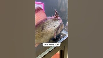 Không đánh răng nguy hiểm tới thế sao #videoshort #pets #cuoichutthoi #viral