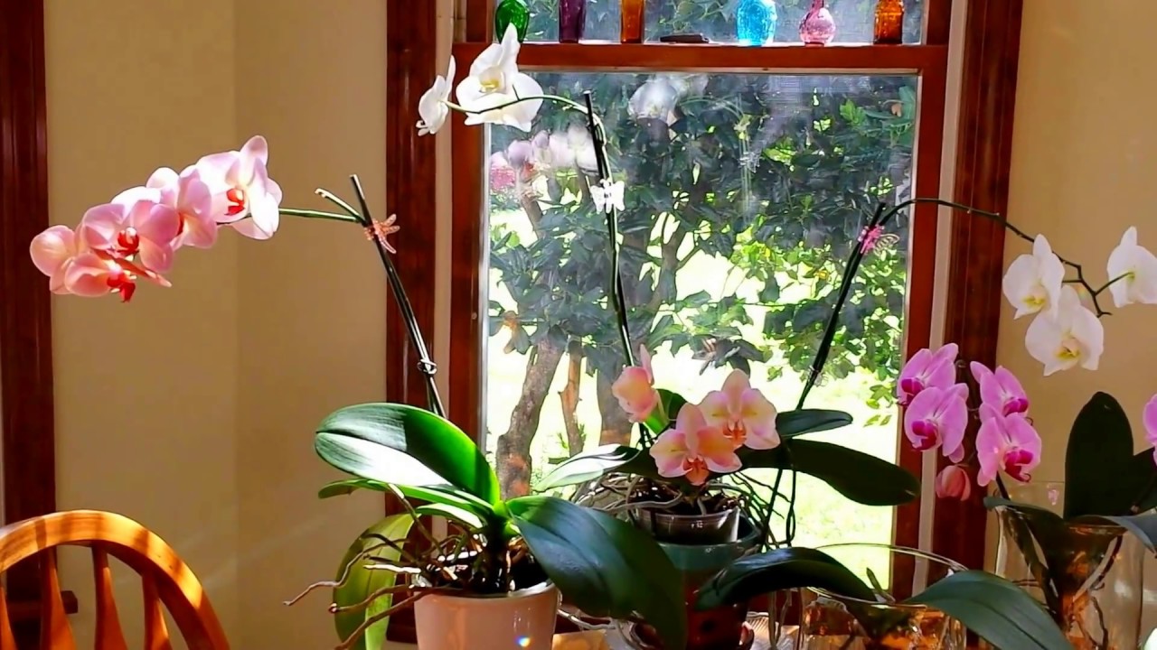 Time-saving tips for your orchids. 