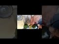 Original Ray-Ban Sunglasses Frame Replacement | Real Shop Repair 🔧🕶️How  Fix Ray-Ban Frames #shorts