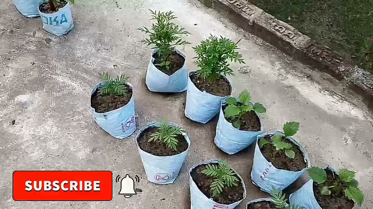 আমার ছাদ বাগানের মাটি কি ভাবে তৈরি কোরলাম/আমার পুরানো গাছের বৃদিধ/আর নতুন কিছু গাছ এলো