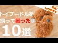 トイプードルを飼ってから困ったと感じたことベスト10！困っても結局は可愛いんですよね♪