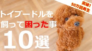 トイプードルを飼ってから困ったと感じたことベスト10困っても結局は可愛いんですよね♪