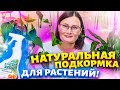 УКСУС - НАТУРАЛЬНАЯ ПОДКОРМКА для БЕШЕНОГО РОСТА комнатных растений