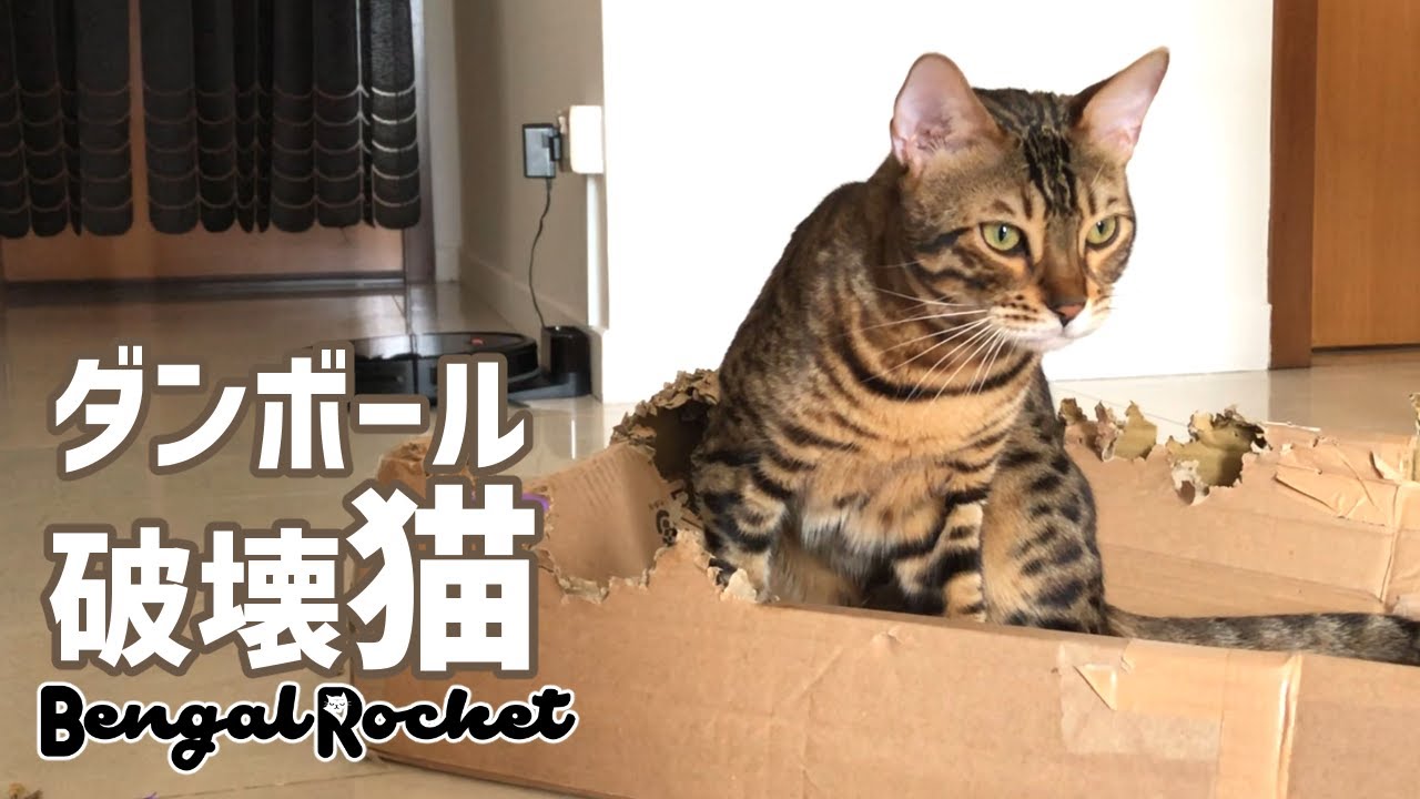 めっちゃかじるやんwダンボール破壊に励む猫 ベンガルロケット Youtube