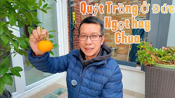 Ăn Thử Quýt Trồng Ở Đức,Ngọt hay Chua