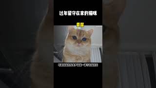 【牛奶是只猫】小猫咪哪知道什么叫过年，它只知道铲屎的出门打猎很久没回来了