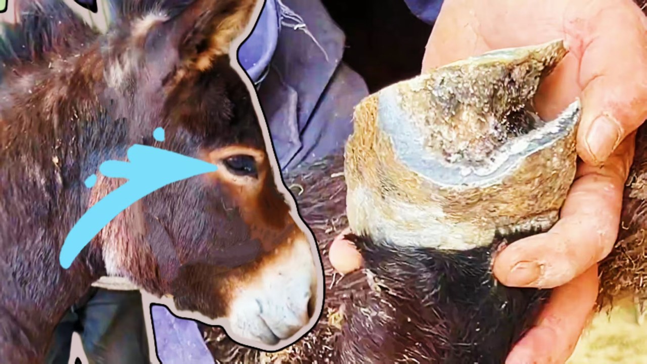 Спасение: у осла был онихомикоз (грибковая инфекция ногтей), и после лечения ему стало намного лучше