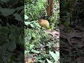 অনেক কাঠাল