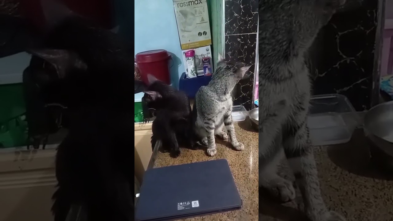 Сладкая любовь #короткое видео #кот #fypシ