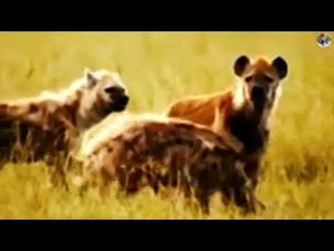 عصابة من الضباع تهاجم كل الحيوانات المفترسة بشراسة حلقة 159 HD