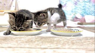 生後26日 初めての離乳食に勢いが止まらない子猫【山菜兄妹#25】Kitten began to eat her first weaning vigorously.