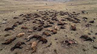 Famous Wild Horses Are Disappearing From American Rangeland — Scientists Found What Moved In to Hunt Them Wealth