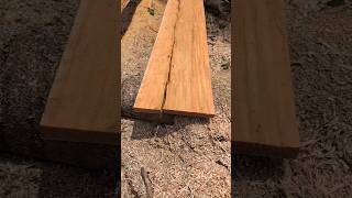 Esto pasa cuando un árbol está dañando 😱 #chainsaw #sthil #madara #asmr #woodworking