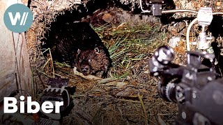 Biberbabys, wie man sie noch nie gesehen hat - Seltene Aufnahmen aus dem Inneren einer Biberburg!