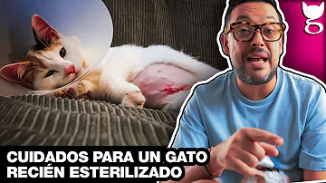 ¿Dónde debe dormir mi gato después de ser esterilizado?