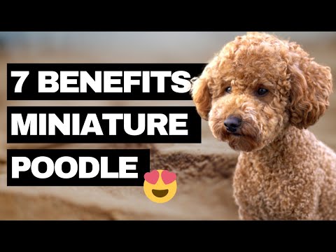 7 Advantages of a Miniature Poodle - Our Top Reasons why we got a Miniature Poodle