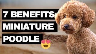 7 Advantages of a Miniature Poodle  Our Top Reasons why we got a Miniature Poodle