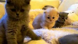 британских короткошерстных кошек британских короткошерстных кошек
