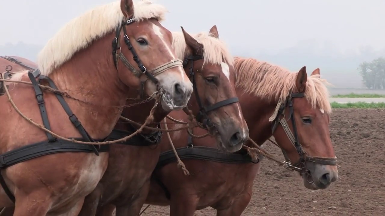 Roesåning som i gamle dage