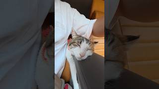 愛猫うみ と四国カルストでデイキャンプ #エブリイ #キャンプ #アウトドア #cat #vanlife